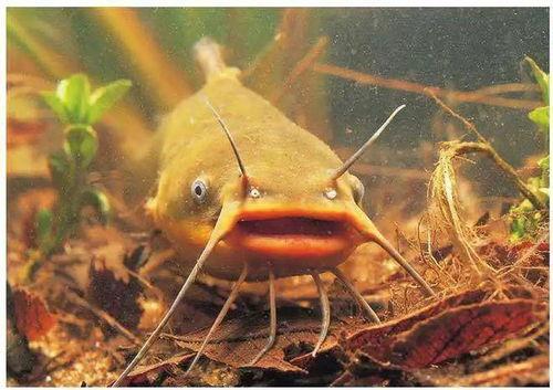 北极鲶鱼 爆料视频播放,独家爆料视频引发全网热议